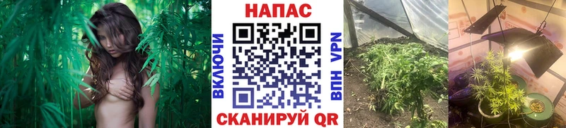 Конопля индика Томмот